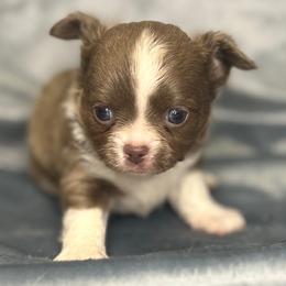 Liberty boy 1 - Chocolate blue male Chihuahua puppy in Orlando, Florida from iLuvChihuahuas