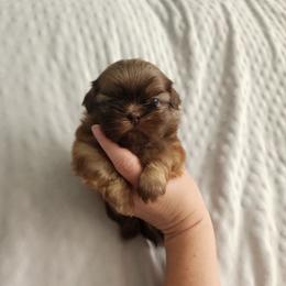 Asher - Liver male Shih Tzu puppy in Sapulpa, Oklahoma from Faith Hope and Love Shih Tzu's