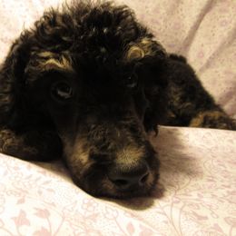Aussiedoodle, Australian Shepherd, and Poodle Puppies from Kay Kay's Pupper Patch