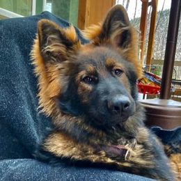 German Shepherd Puppies from Vom Hiatt German Shepherds