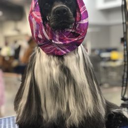 Secret - Cocker Spaniel