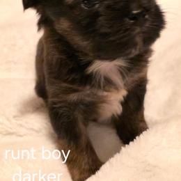 Boy 1 - Brindle and white male Shorkie puppy in Bruceville, Indiana from Baby Girl’s Yorkies, Shih-Tzu, Shorkies