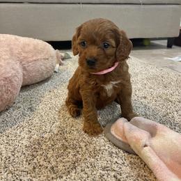 Daisy - Red  female Goldendoodle puppy in Sugarcreek, Ohio from True Hearted Doodles