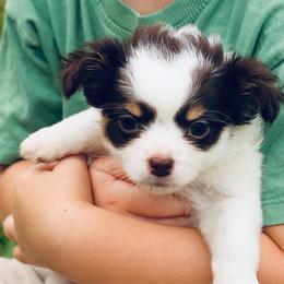 Rocky (Chocolate spotted) - Chocolate and white male Chihuahua puppy in Laurel, Mississippi from Home of Tiny Chihuahuas