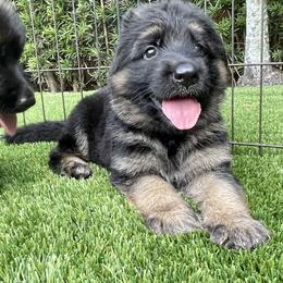 German Shepherd Puppies from Broward Shepherds
