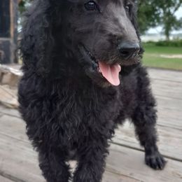 Poodles from J & K County Line