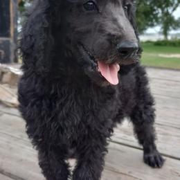 Poodles from J & K County Line