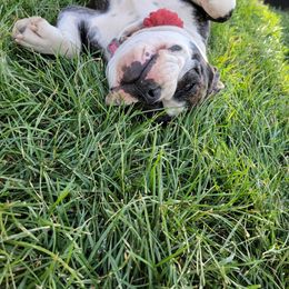 Olde English Bulldogge Puppies from Gods Of Olympus Bulldogges
