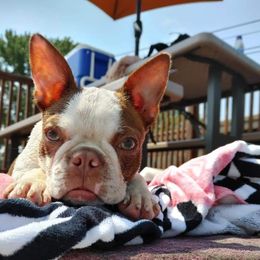 Stormi - Boston Terrier