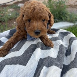 Hulk - Red  male Poodle puppy in Saint George, Utah from Oodles of Poodles