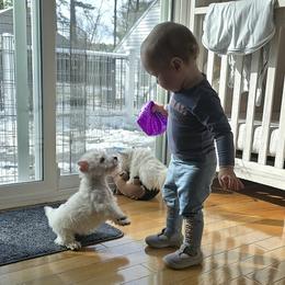 Puppy 1 - White male West Highland White Terrier puppy in Yorktown, Virginia from Dragon Shield Terriers