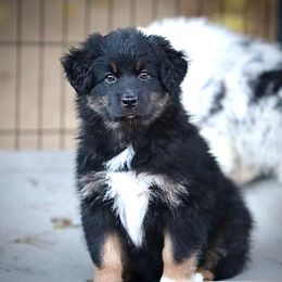 Chassie - Black tri-color female Australian Shepherd puppy in Olivehurst, California from Double M Aussies