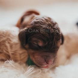 Bernedoodle Puppies from Southern Oak Breeder LLC