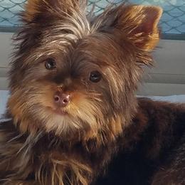 Shiba Inu and Yorkshire Terrier Puppies from Royal Kennels