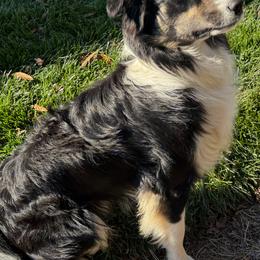 Ridge - Border Collie