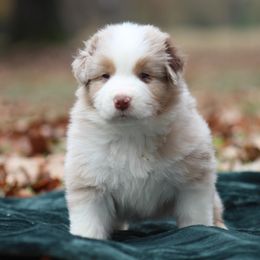 Biscuit - Red merle male Australian Shepherd puppy in Star City, Arkansas from Circle P Farm