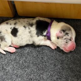 Purple collar - Blue merle and white female American Corgi puppy in Omaha, Arkansas from DnD Corgis