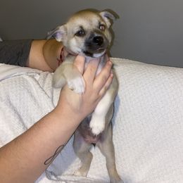 Pomsky Puppies from Urban Sky Kennel