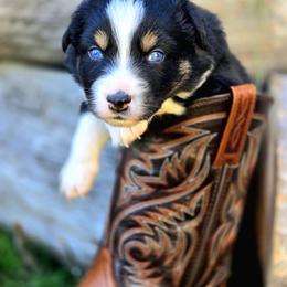 Australian Shepherd Puppies from Steady Aim Aussies