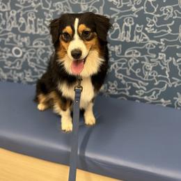 Maren - Australian Shepherd