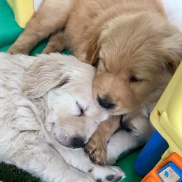 Golden Retrievers and Havanese from Starrdust Goldens and Havanese