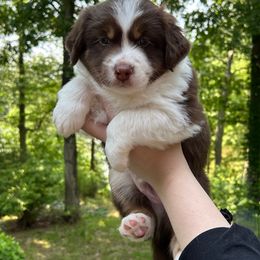 Sundance Kid - Red tri male Miniature Australian Shepherd puppy in Kinsale, Virginia from Northern Neck Aussies