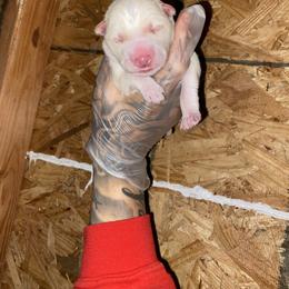 Boy 1 - White male Siberian Husky puppy in Uhland, Texas from Siberian Huskies