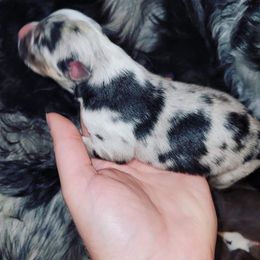 Australian Shepherd Puppies from Diamond Aussies N the Rough