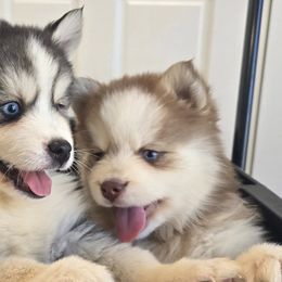 Pomskies from Precious Paws Pomskies