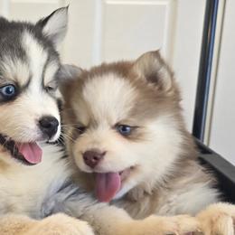 Pomskies from Precious Paws Pomskies