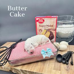 Dalmatian, Poodle, and Rhodesian Ridgeback Puppies from Ruffles, Ridges, & Spots!