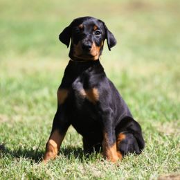 Mysaria - Black and rust female Doberman Pinscher puppy in Rockwall, Texas from Elitehaus