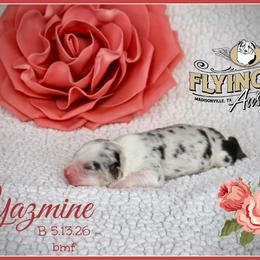 Yazmine - Blue merle female Miniature Australian Shepherd puppy in Madisonville, Texas from Flying LL Aussies