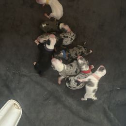 Cockapoo, Sheepadoodle, and Whoodle Puppies from Saddle Mountain Doodles