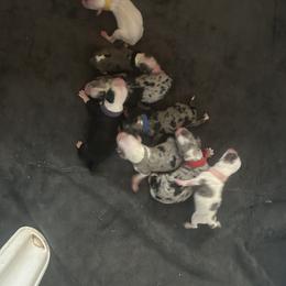 Cockapoo, Sheepadoodle, and Whoodle Puppies from Saddle Mountain Doodles