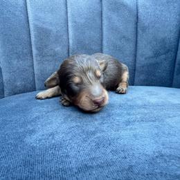 Lincoln - Chocolate and tan male Dachshund puppy in Knoxville, Tennessee from East TN Dachshunds