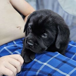 Love bug - Labrador Retriever puppy from Walnut Creek English Labs