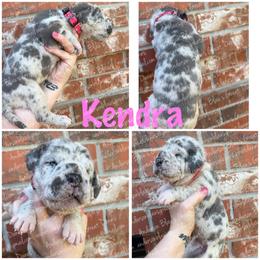 Kendra - Merle female Great Dane puppy in Granbury, Texas from Anderson Blau’s Great Danes