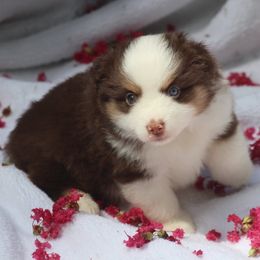 Trace - Red merle male Miniature American Shepherd puppy in Garysburg, North Carolina from Schaefer's Miniature American Shepherds