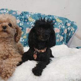 Poodle puppies from Faithful Hearts Kennel