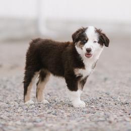 Rex - Red tri male Miniature Australian Shepherd puppy in Pocatello, Idaho from R Heart Mini Aussies