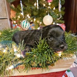 Steele - Black tri-color male Aussiedoodle puppy in Doerun, Georgia from Twig & Tail Puppies