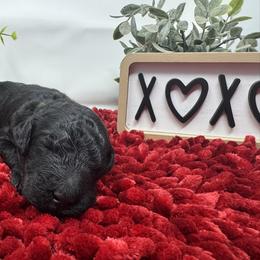 Double Doodle and Goldendoodle Puppies from Sturgeon River Doodles