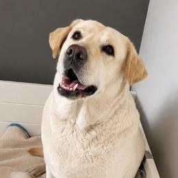 Gayle - Yellow female Labrador Retriever puppy in Baldwin City, Kansas from Hedge Lane Labradors