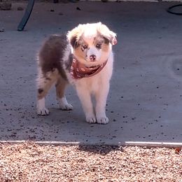 Miniature Australian Shepherd and Toy Australian Shepherd Puppies from Circle T Mini Aussies