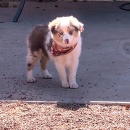 Miniature Australian Shepherd and Toy Australian Shepherd Puppies from Circle T Mini Aussies