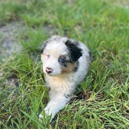 Green Collar Boy - Blue merle male Australian Shepherd puppy in Hartville, Missouri from Stamper K9’s