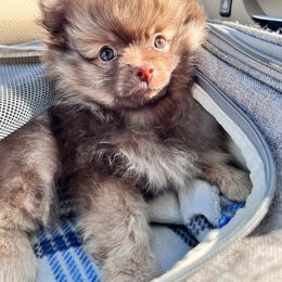 Pomeranian Puppies from Puppy Zen Den