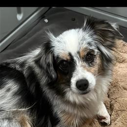 Bling - Toy Australian Shepherd