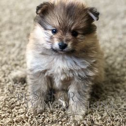 Pomeranian Puppies from Designer Pomeranians
